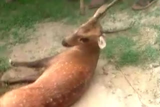 death of deer in sitapur
