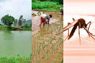 increased-number-of-mosquitoes-due-to-lake-and-rice-crop-at-bhandara