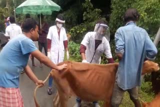 free animals health camp At Barpeta