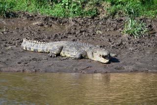 Villagers fear due to crocodile in Bhilai village pond