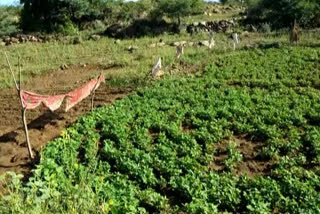 wild boars ruinate groundnut