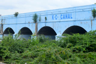 green plants in between bridge