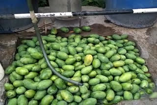 price for mangoes in mandi