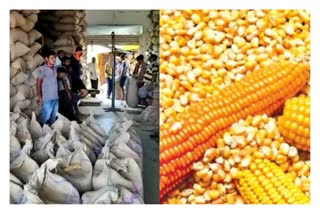 record-break-maize-purchase-for-the-first-time-in-gadchiroli