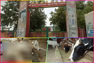 Poor condition of 9000 cows in Shri Krishna Gaushala at Bawana