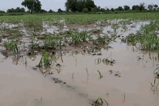 farmers happy due to raining in bhiwani