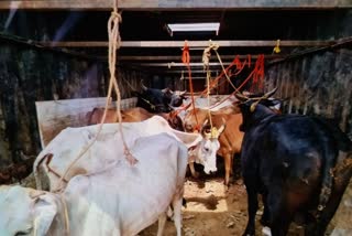 punhana cs staff rescues 10 cows from cow smugglers