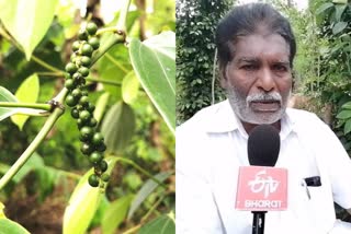 pepper-farming-in-pudukkottai