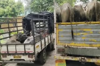 illegal-livestock-transport-in-kalaburagi