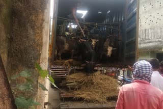 villagers-stop-cow-sumglling-72-cows-rescued
