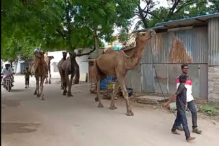 Camel meat