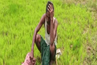 water deficity in jajpur, jajpur latest news, jajpur farmers problem, ଯାଜପୁରରେ ଜଳାଭାବ ସମସ୍ୟା, ଯାଜପୁର ଲାଟେଷ୍ଟ ନ୍ୟୁଜ୍‌, କେନାଲରୁ ଆସୁନି ପାଣି, ଯାଜପୁରରେ ଚାଷୀଙ୍କ ସମସ୍ୟା