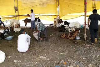 goats cheaply in Vapi