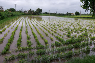 farmers instead of cotton