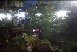 Tree fall at Mariani, luckily no one injured