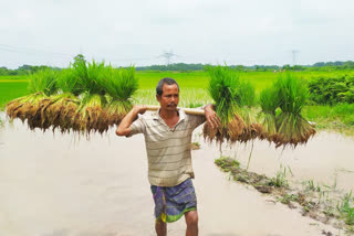 কোকৰাঝাৰত ৰাষ্ট্ৰীয় কৃষি বিকাশ যোজনা আঁচনিৰ শুভাৰম্ভণী