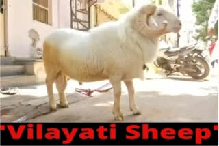 Vilayati Sheep