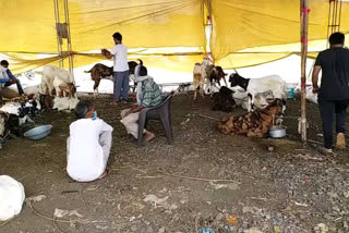 jaipur news, goat traders, Maharashtra government