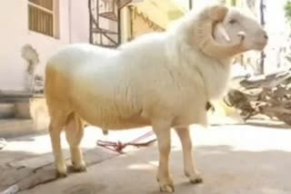 Hyderabad family to sacrifice sheep weighing over 130 kg for Eid al-Adha
