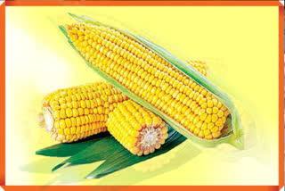 corn has so much vitamins and proteins