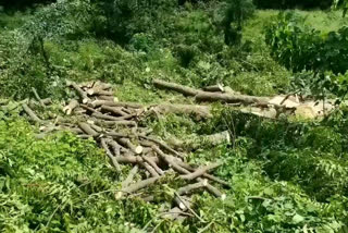 Mafia cut many trees in agar malva