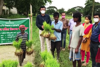 Hojai agriculture department intention