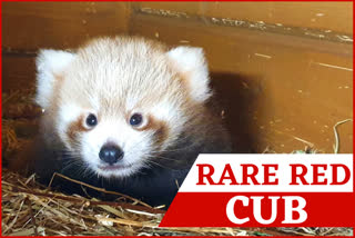 Red panda born in Berlin