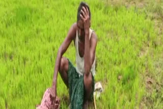 despite-being-water-in-channels-farmers-in-jajpur-complained-of-not-getting-water