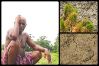 drought-like-situation-in-angul-district