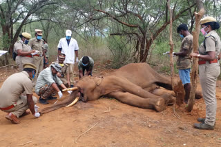 elephant death in Coimbatore