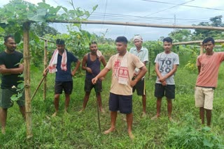 A group of youths of Golaghat sarupathar, vegetables Farmer