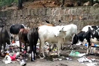 Location of stray animals due to litter in Mehrauli