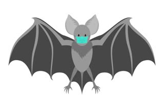 research on bat