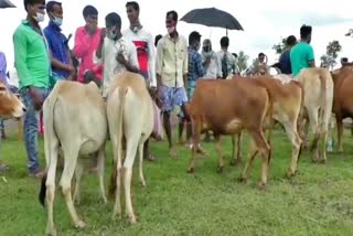 cattle market hailakandi assam etv bharat news