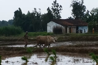 किसान.