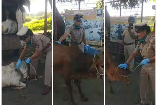 ಅಕ್ರಮ ಗೋವುಗಳ ಸಾಗಾಟ