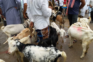 cattle market