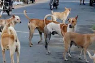 stray-dog-bitten-7-people-in-chhapora-village-at-raipur