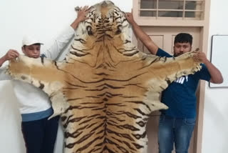 Two Arrested for illegally transporting tiger skin