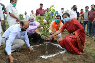 Minister of State for Public Works Suresh Dhakad planted saplings