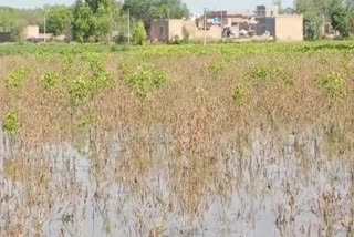 In village Amarpura, the water from the pond flooded the fields, destroying 15 acres of crops