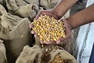 government stopped buying maize after objective was achieved