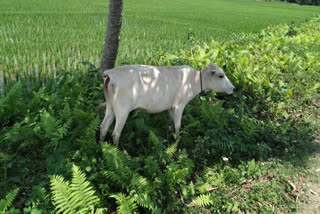 Cattle thief terror at Titabar