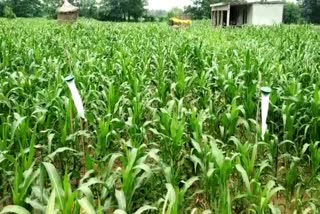 maize crop