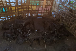 more than 40 goats Theft in Gadag