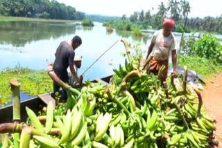 Farmers  നേന്ത്രവാഴ കൃഷി  കേരളം വാഴകൃഷി  Kasargod Banana farmers in crisis  banana  covid farmers  corona kerala