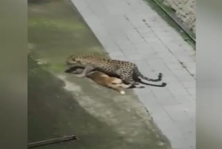 Leopard kill dog in samitri