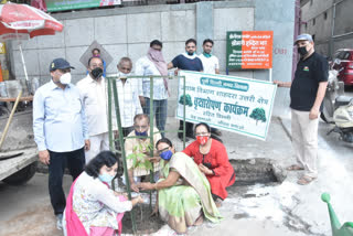 Corporation councilor planted sapling