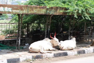 Passengers are facing problems due to bulls being tied at bus stop in Hari Nagar area