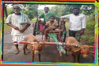 A Farmer Made the Goat Cart for the Happiness of His Grand Children's